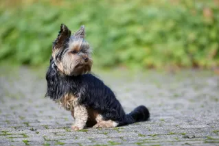 Adorable Yorkshire Terrier sitting on a stone path in a park, surrounded by greenery.
