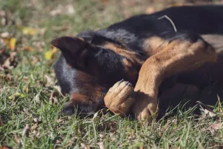 A playful mixed breed dog rests with its paw covering its face on sunny grass.