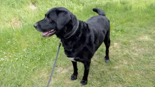 Black Labrador Retriever standing on grass, looking aside.
