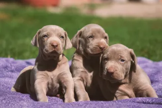 Three cute Weimaraner puppies resting on a purple towel in the sun.