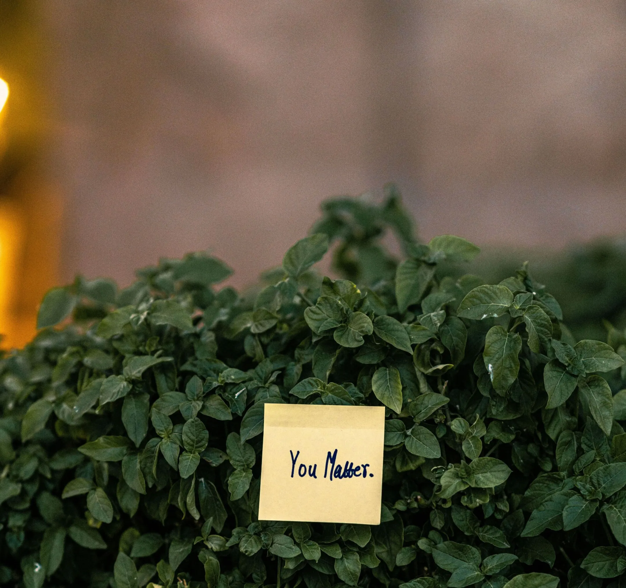 Close-up of a motivational note saying 'You Matter' on a lush green shrub, Dubai.