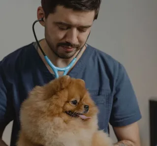 A veterinarian uses a stethoscope to check a Pomeranian dog in a clinic setting.