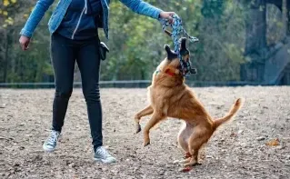 A dog enthusiastically jumps to catch a toy held by its owner in a park.