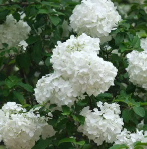 A detailed view of blooming white hydrangea flowers surrounded by lush green foliage.