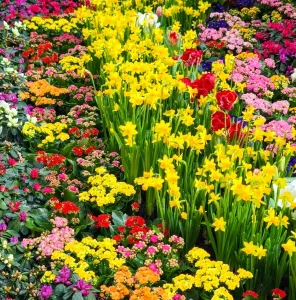 A colorful garden with blooming spring flowers like daffodils and tulips in Germany.