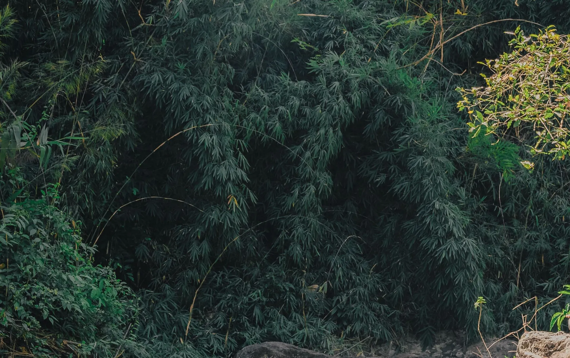 Woman meditating by a serene riverside surrounded by lush greenery on a sunny day.