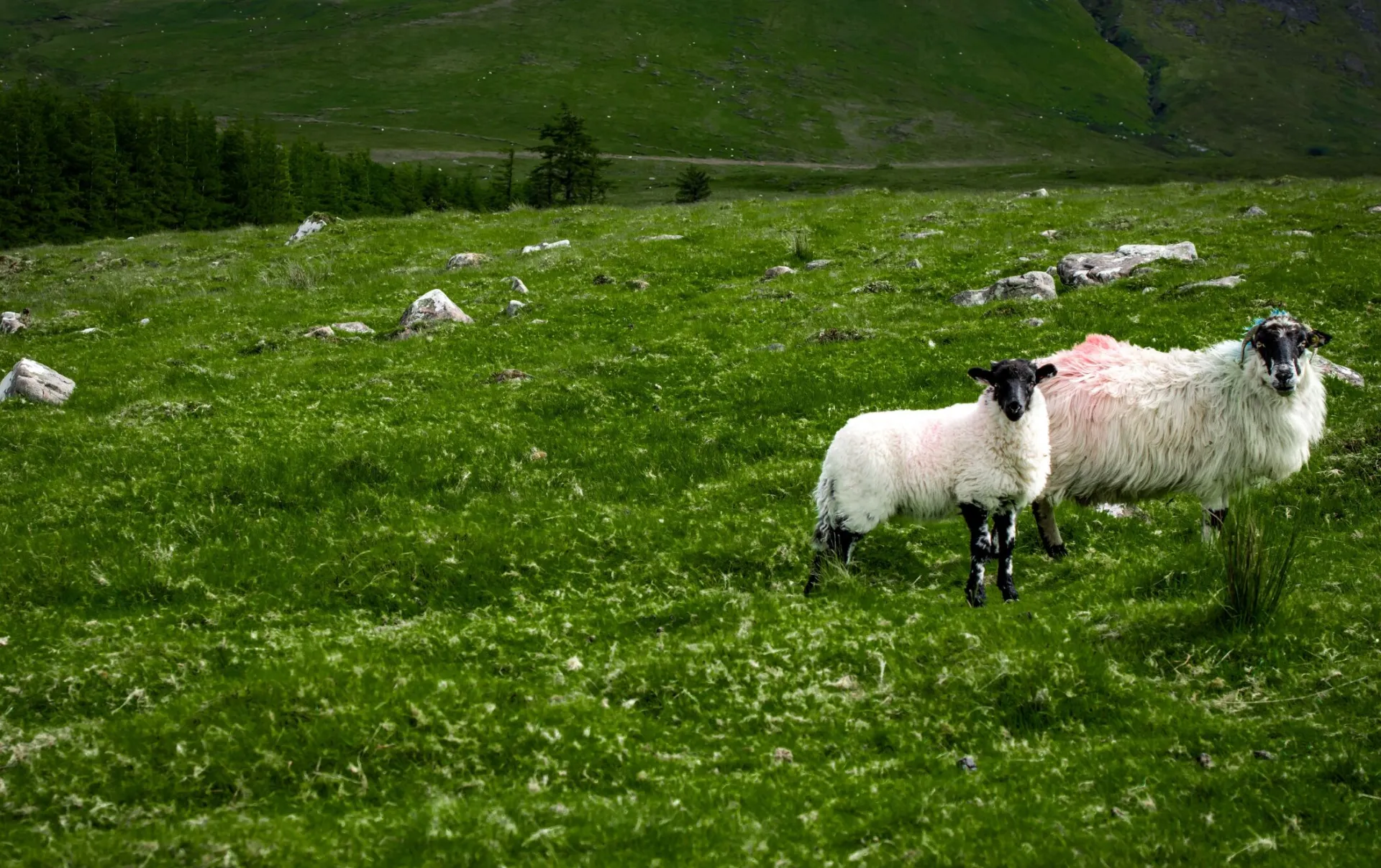 Sheep and lamb wander in a green Irish meadow in County Tipperary.