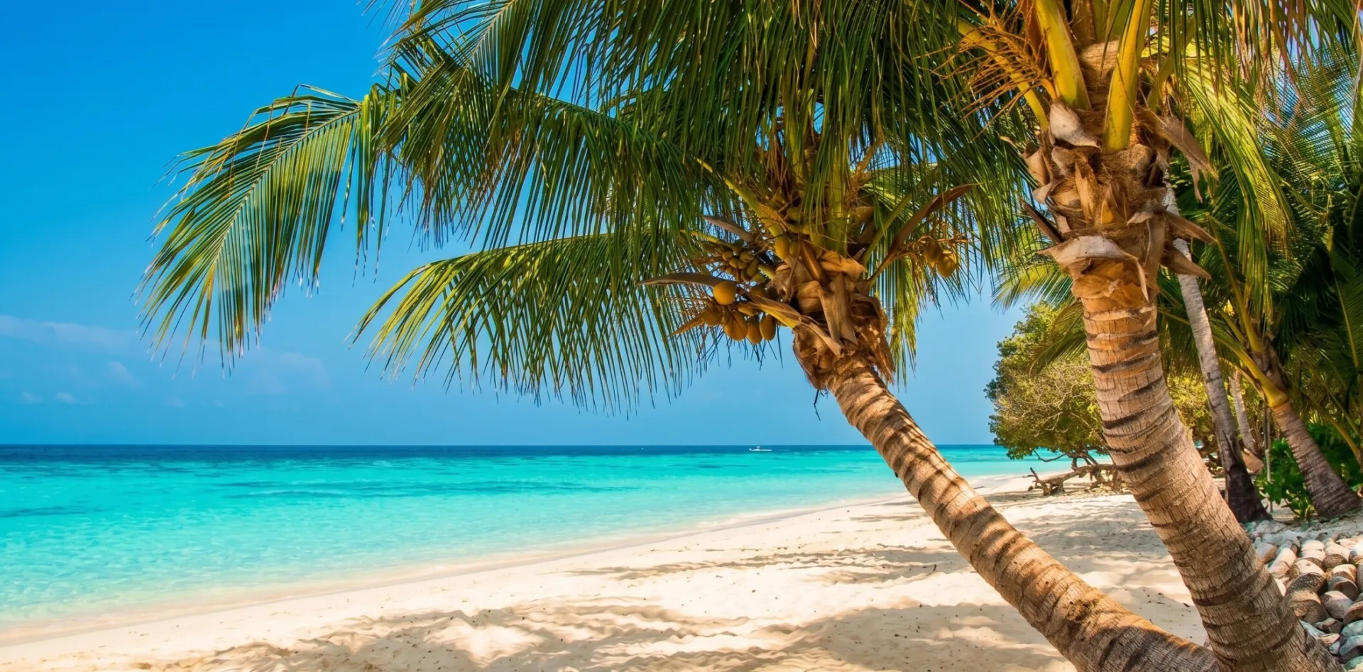 Idyllic tropical beach scene with palm trees and white sand, perfect for a summer escape.