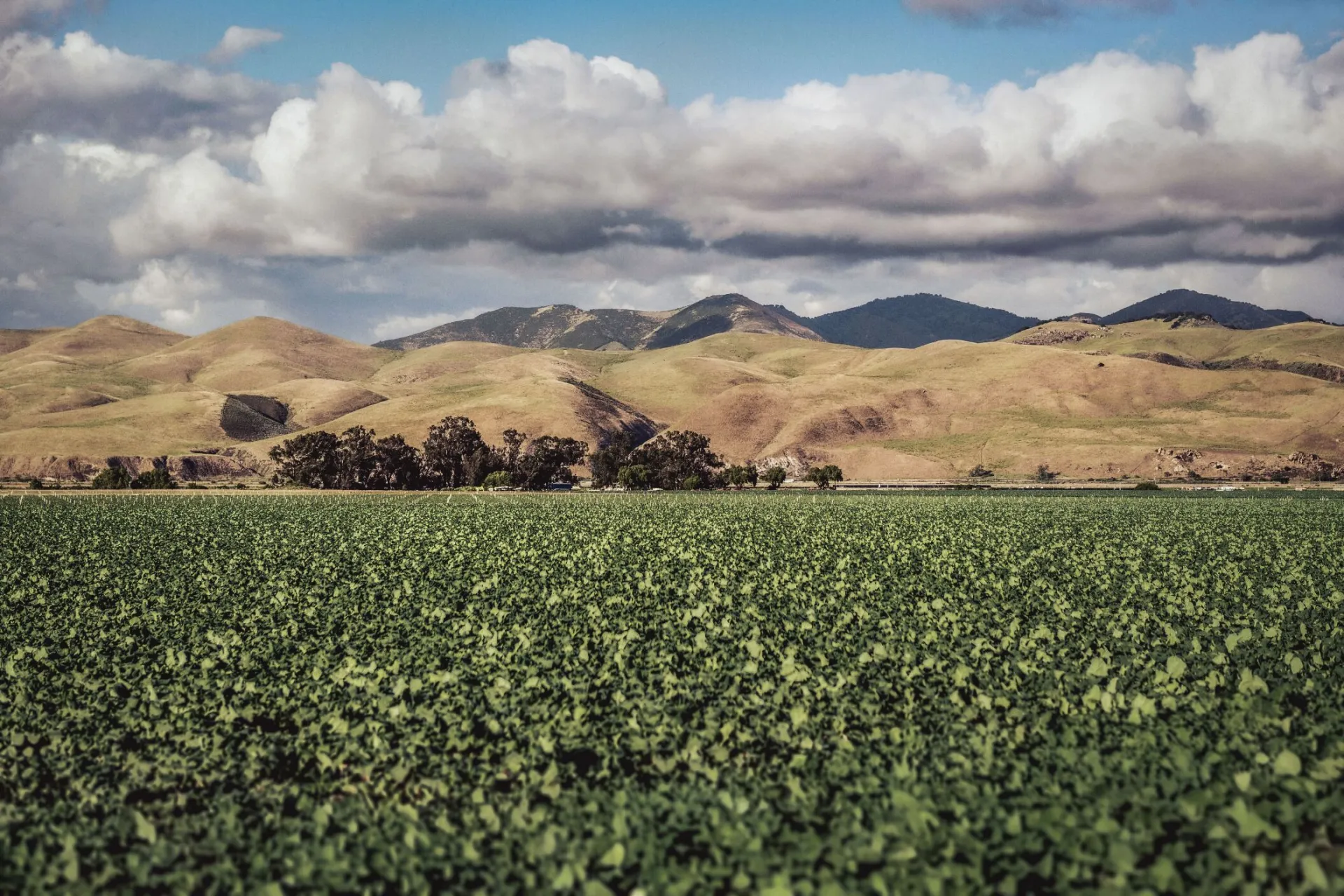 Lush fields against rolling hills under a cloudy sky in Santa Maria, California.