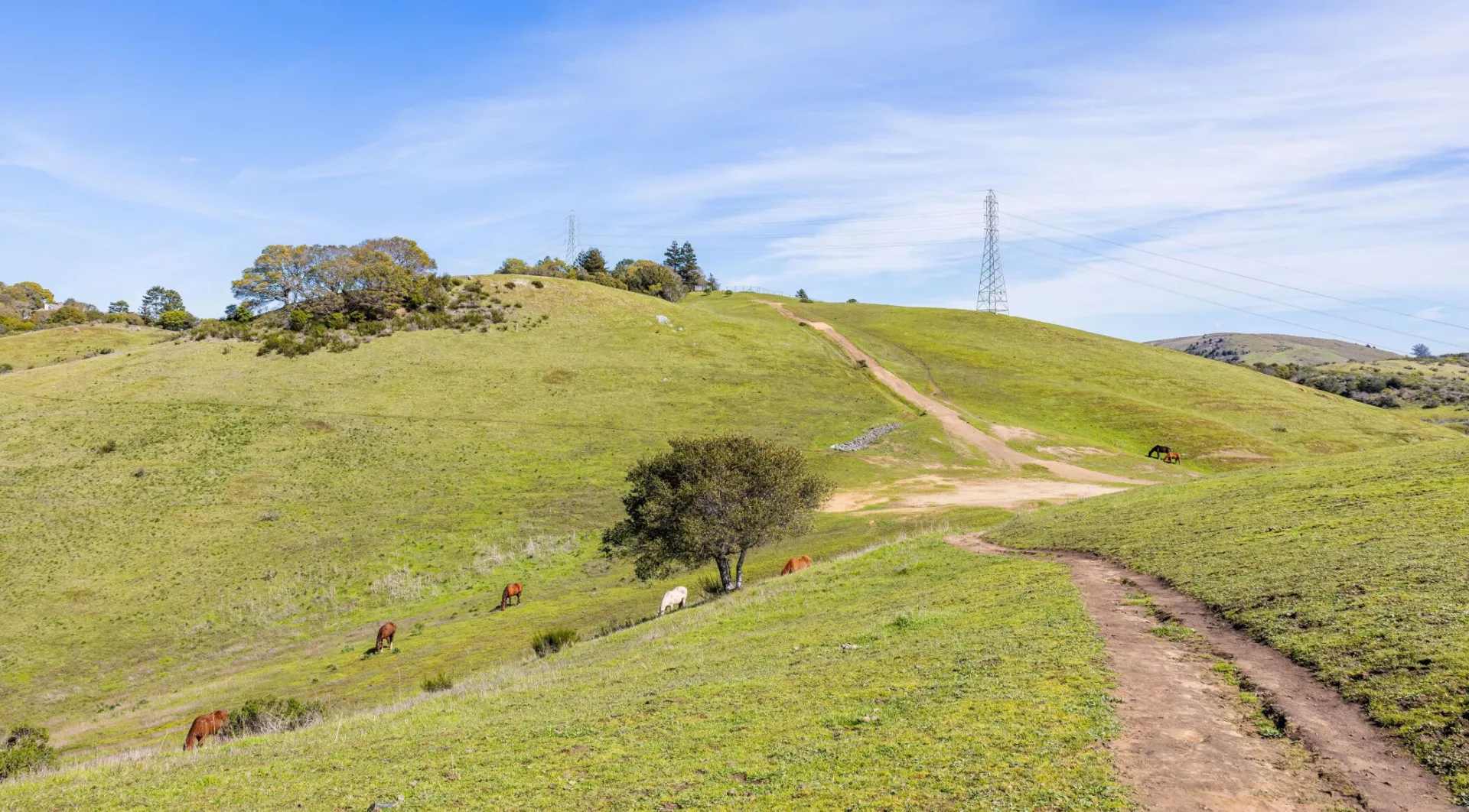 A peaceful rural scene with horses grazing on a green hillside under a clear blue sky.