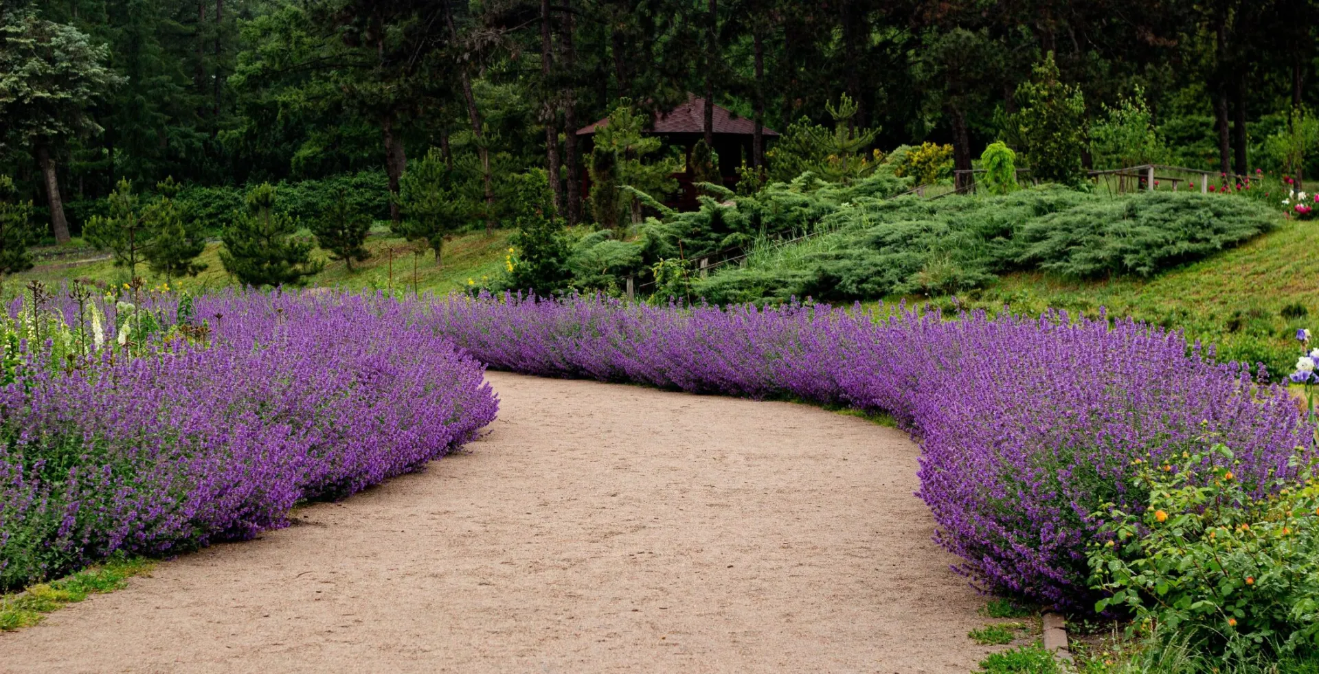 Beautiful garden pathway lined with vibrant lavender blooms, perfect for a serene nature experience.