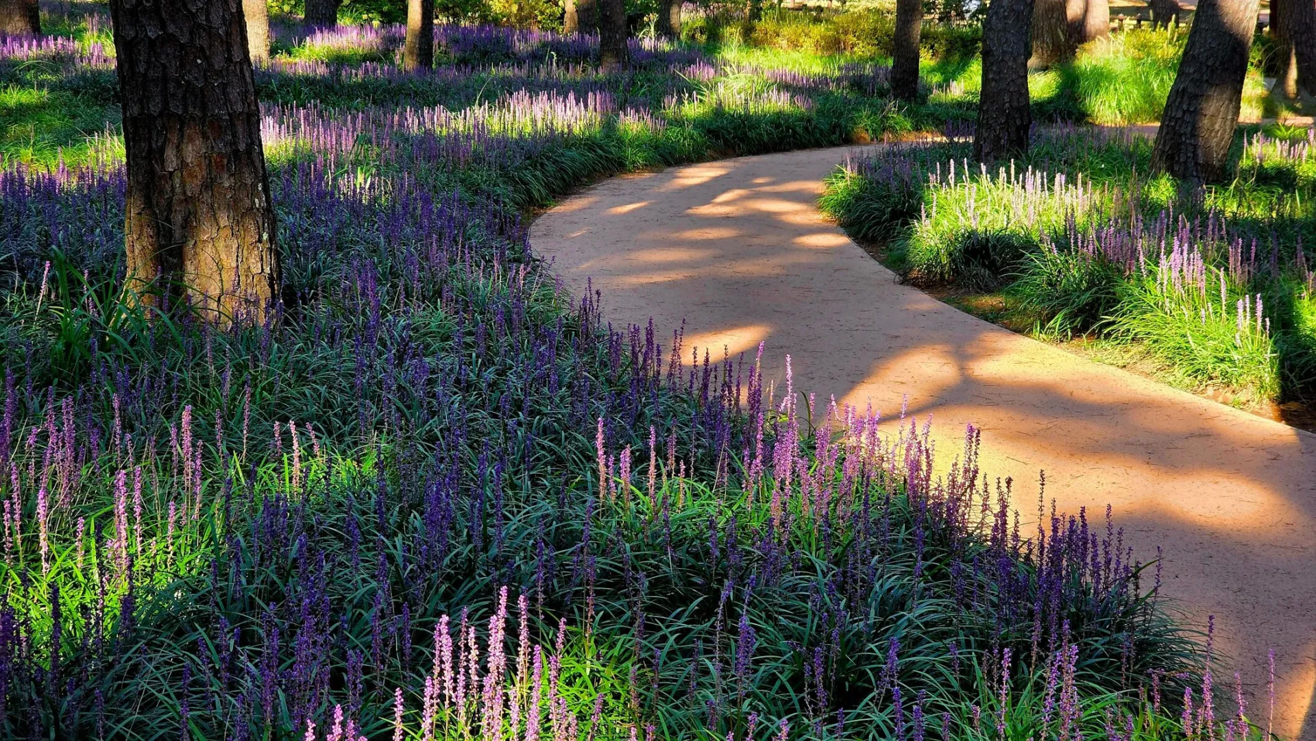 A tranquil pathway winding through a forested field of blooming lavender under sunlight.