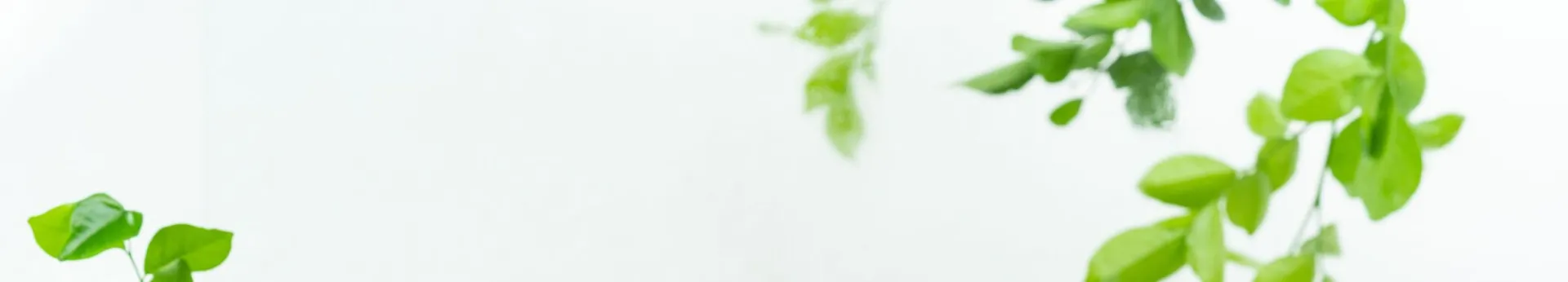 Elegant beauty product display featuring natural ingredients and greenery.