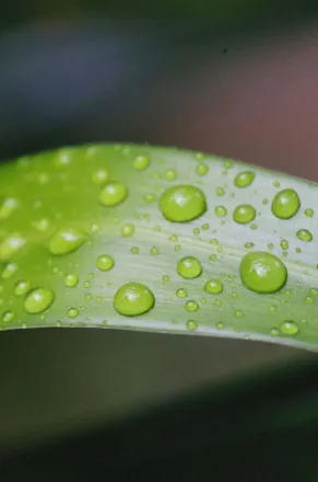 Detailed macro shot of dew droplets on a vibrant green leaf, capturing nature's beauty.
