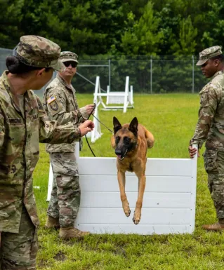 German Shepherd leaping during military dog training outdoors.