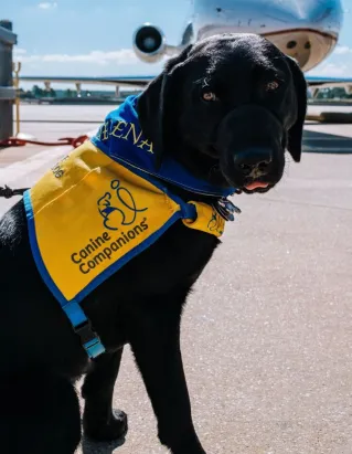 Black Labrador in service vest on airport tarmac with airplane in background.