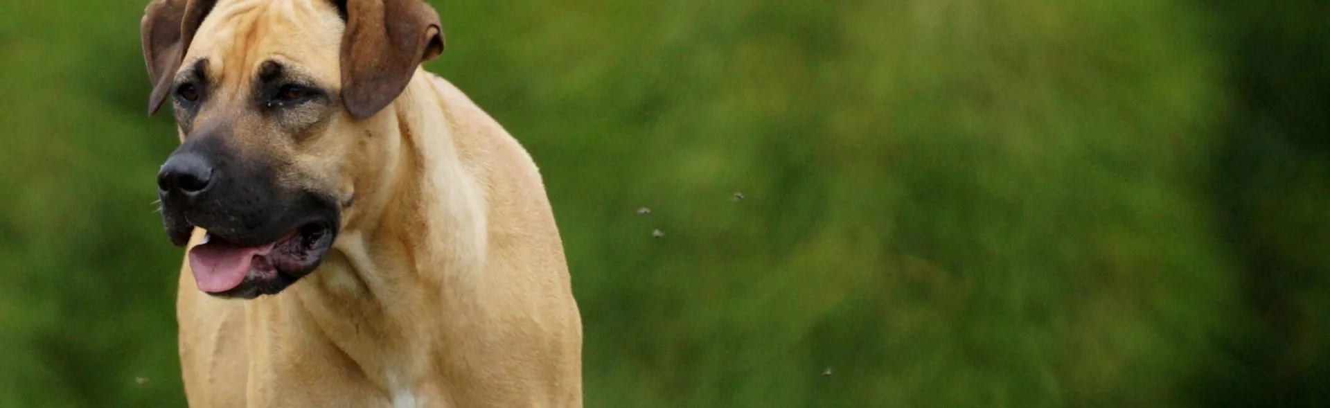 A Boerboel dog walking through a lush green field displaying strength and grace.