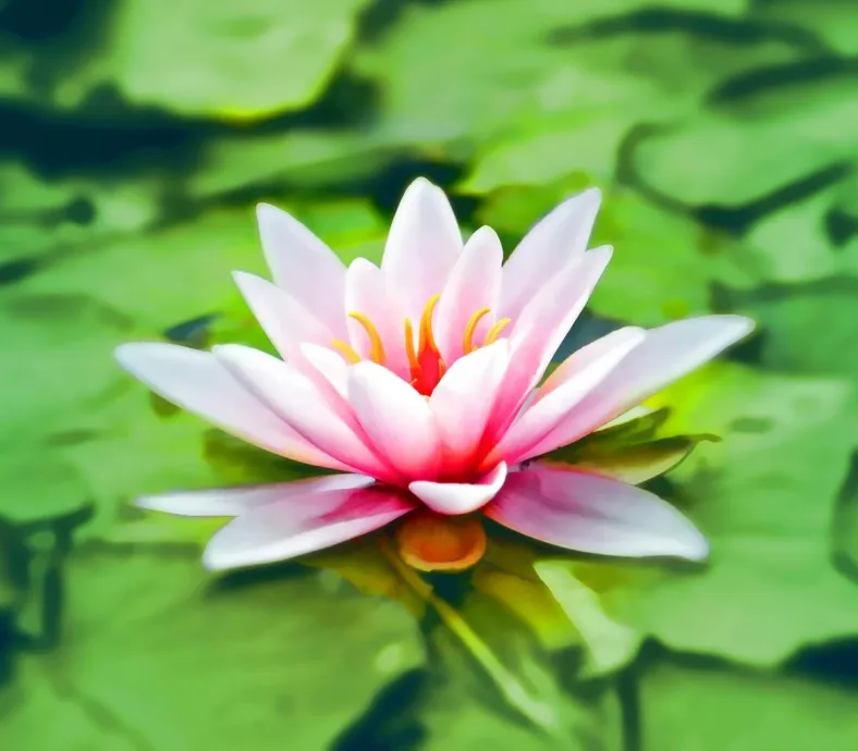 Vibrant pink water lily blooming gracefully on a lush green pond.