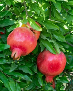 Pomegranate tree
